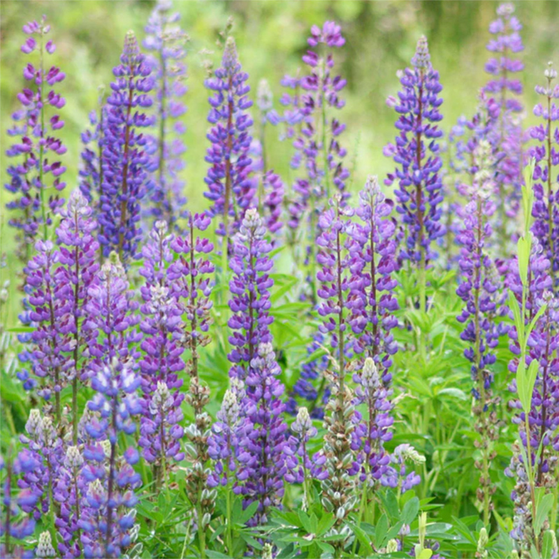 Wild Lupine Wild Lupine