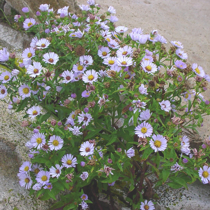 New York Aster New York Aster