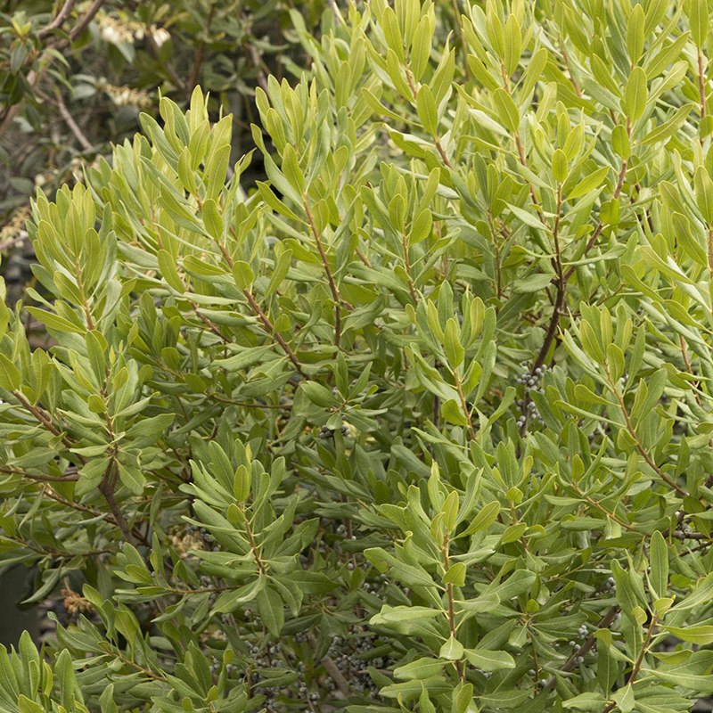 Northern Bayberry Northern Bayberry