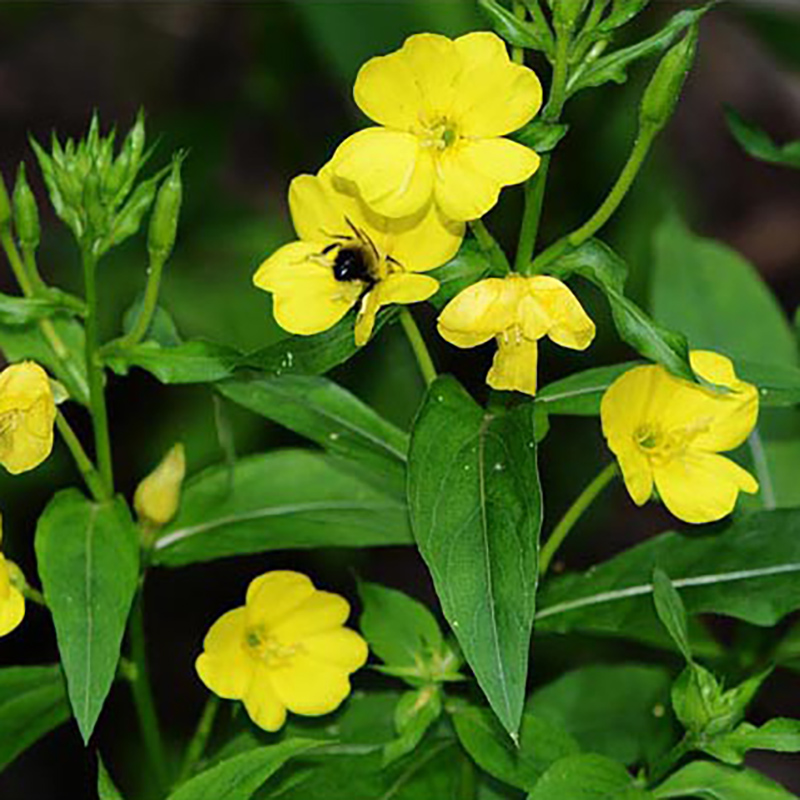 Primrose Primrose