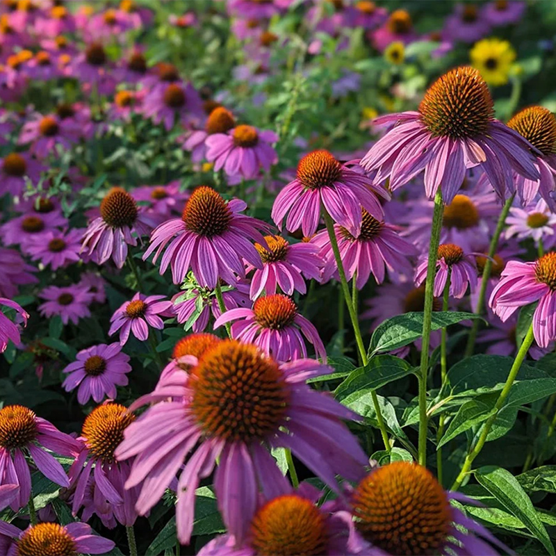 Purple Coneflower Purple Coneflower