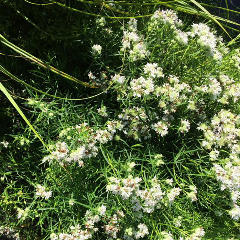 Slender Mountain Mint Slender Mountain Mint