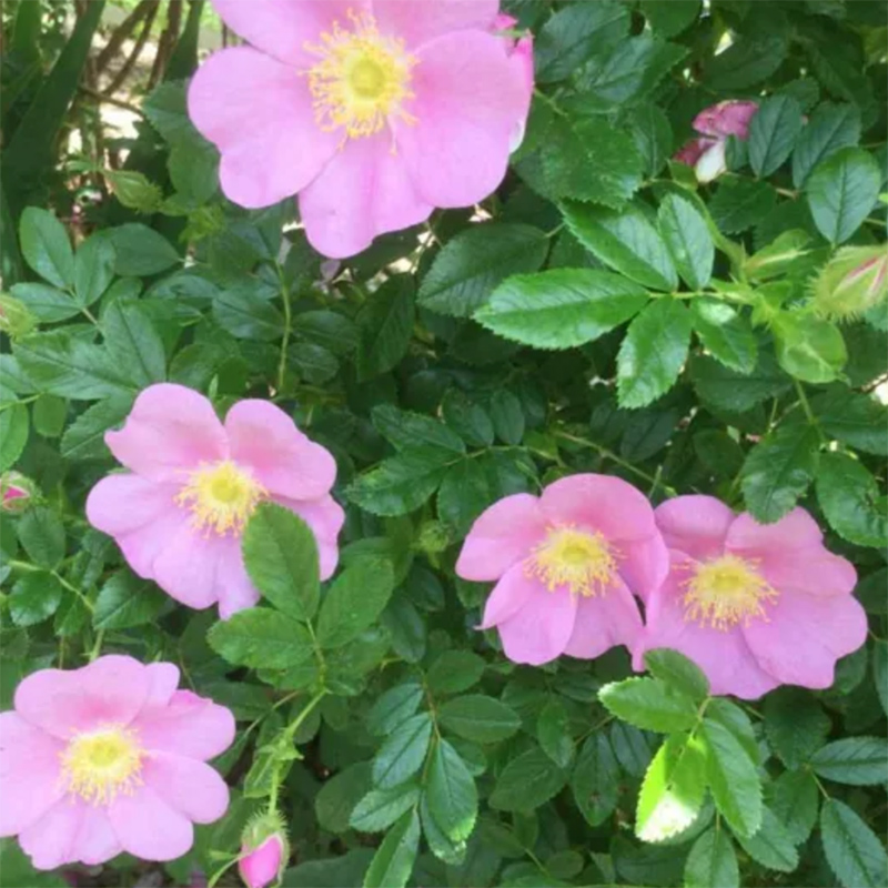 Low Pasture Rose Low Pasture Rose