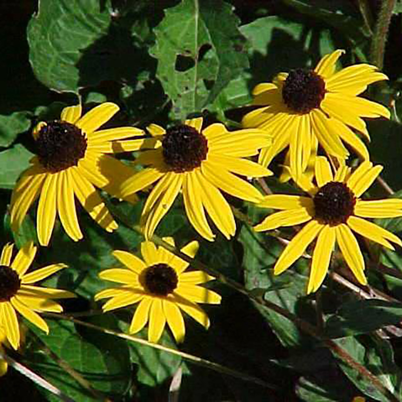 Orange Coneflower Orange Coneflower