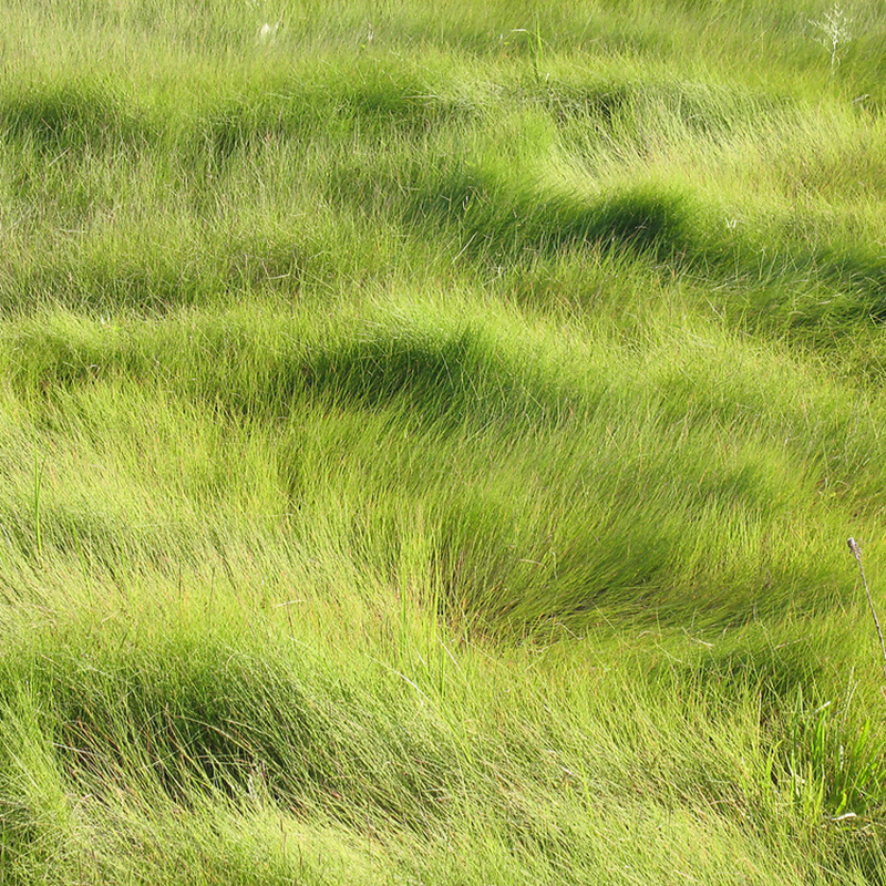 Saltmeadow Cordgrass Saltmeadow Cordgrass