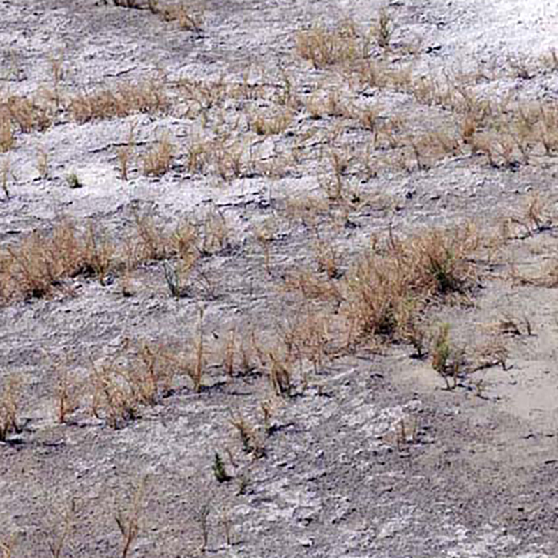 Spikegrass Spikegrass