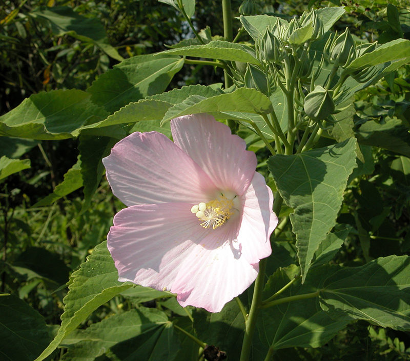 Swamp Rose-Mallow Swamp Rose-Mallow