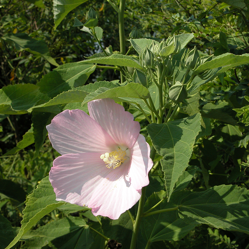 Swamp Rose-Mallow Swamp Rose-Mallow