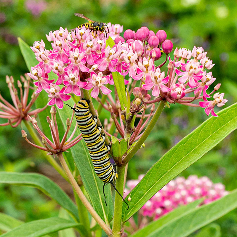 Swamp Milkweed Swamp Milkweed