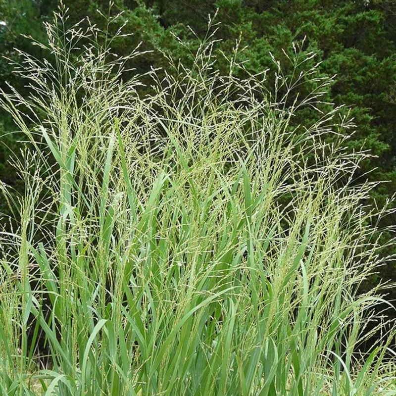 Switchgrass Switchgrass