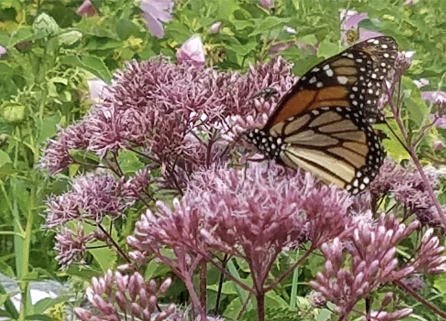 Tile 2 Native Plants Pollinators