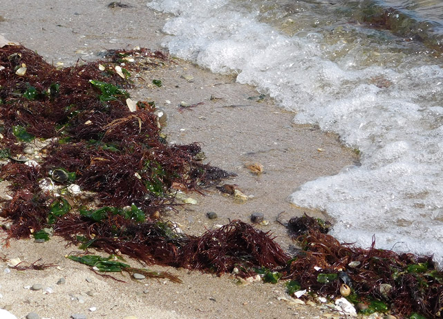 Tile 3 BEACH AND DUNE ECOLOGICAL SYSTEMS Beach & Dune Ecosystems