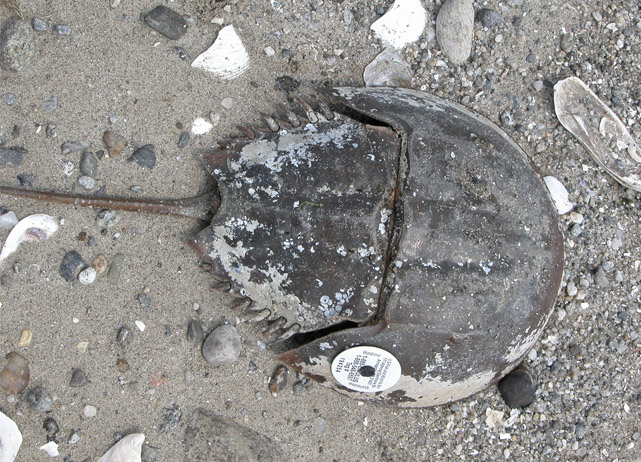 Tile 1 Shoreline Restoration What Do You See Living on the Shoreline?