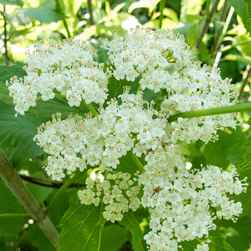 Southern Arrowood Southern Arrowood