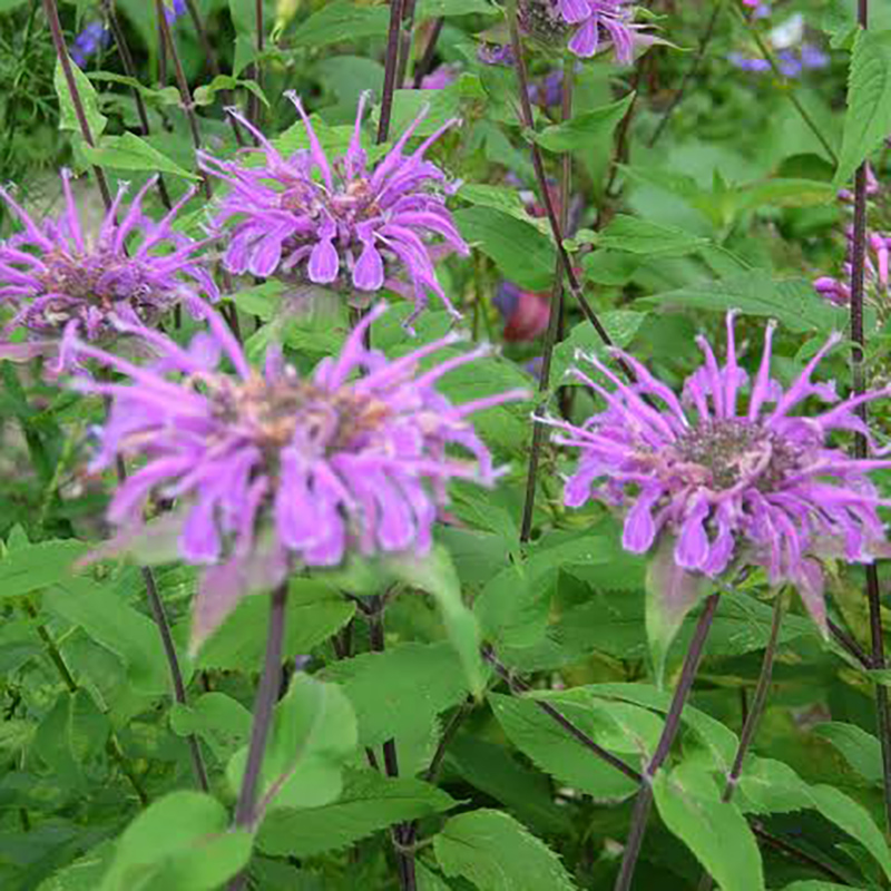 Wild Bergamot Wild Bergamot