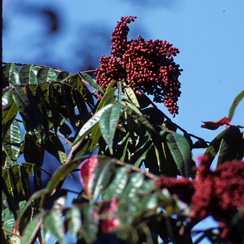 Winged Sumac Winged Sumac