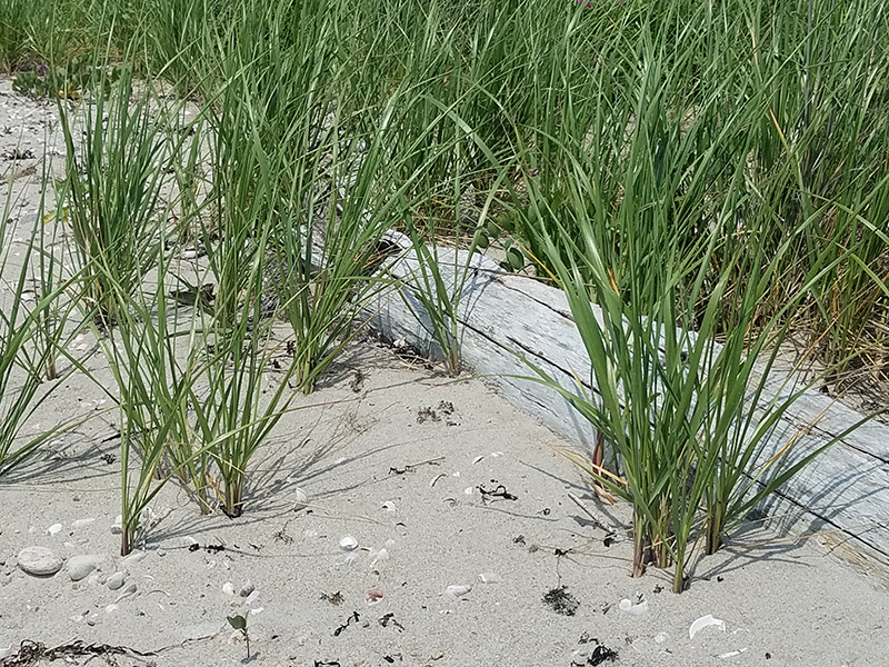 American Beach Grass