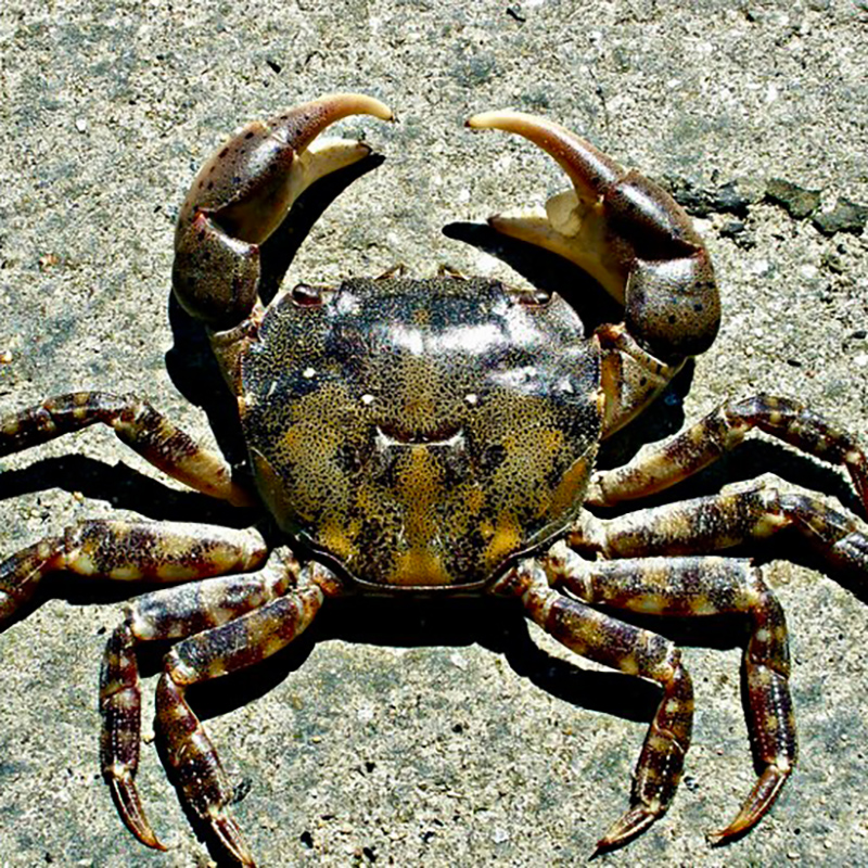 Asian Shore Crab Asian Shore Crab