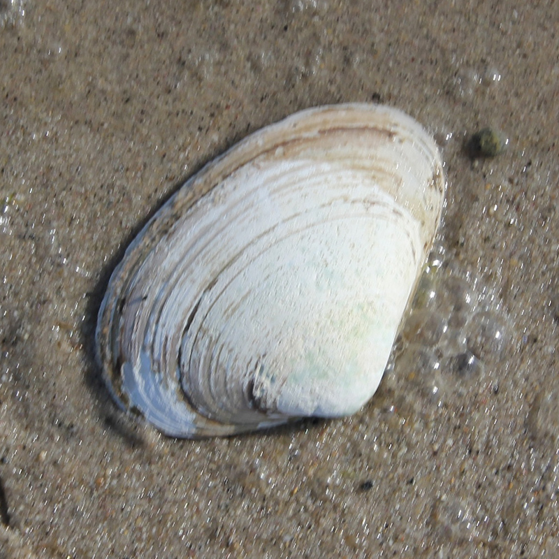 Atlantic Surf Clam Atlantic Surf Clam