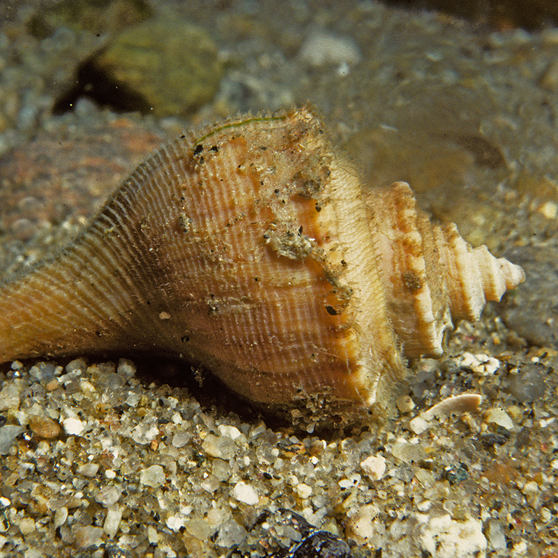 Channeled Whelk Channeled Whelk