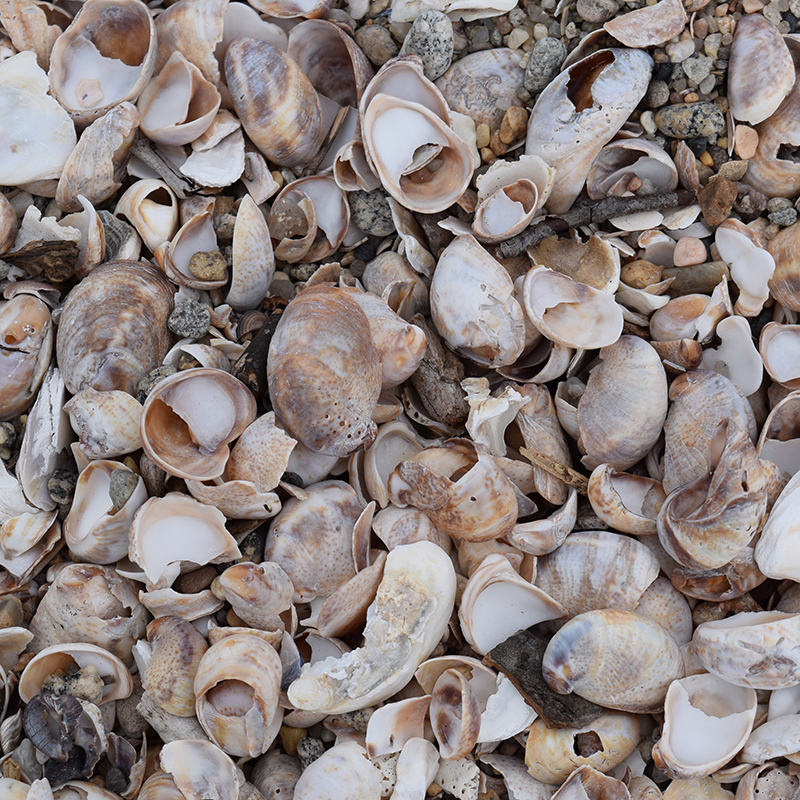 Common Atlantic Slipper Snail Shells Common Atlantic Slipper Snail Shells
