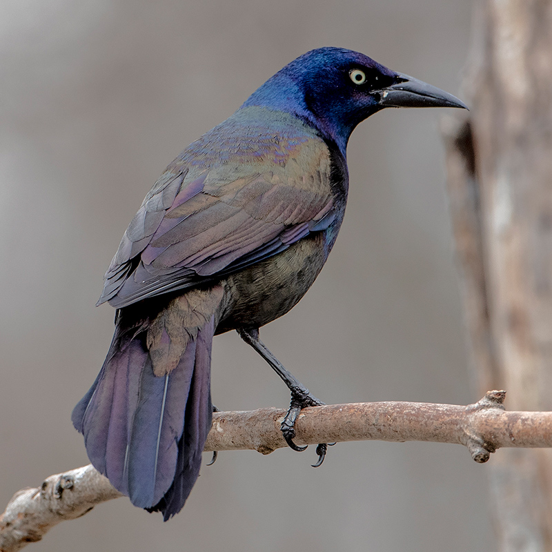 Common Grackle Common Grackle