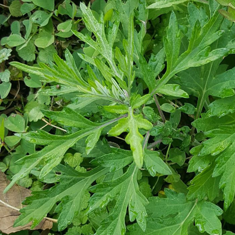 Common Mugwort Common Mugwort