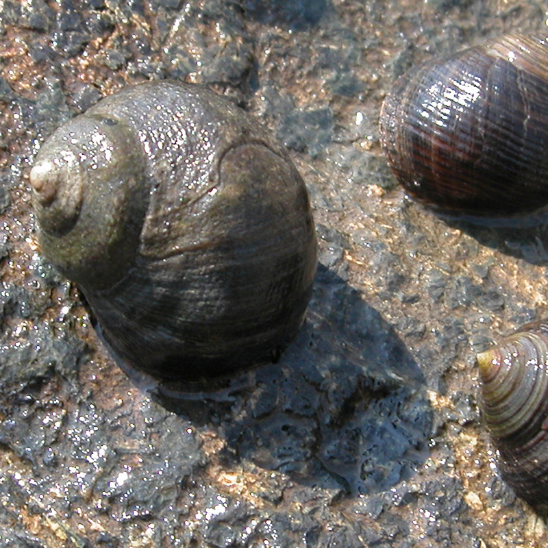 Common Periwinkle Common Periwinkle