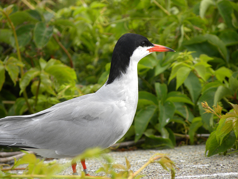 Common Tern Common Tern
