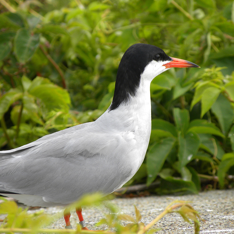 Common Tern Common Tern