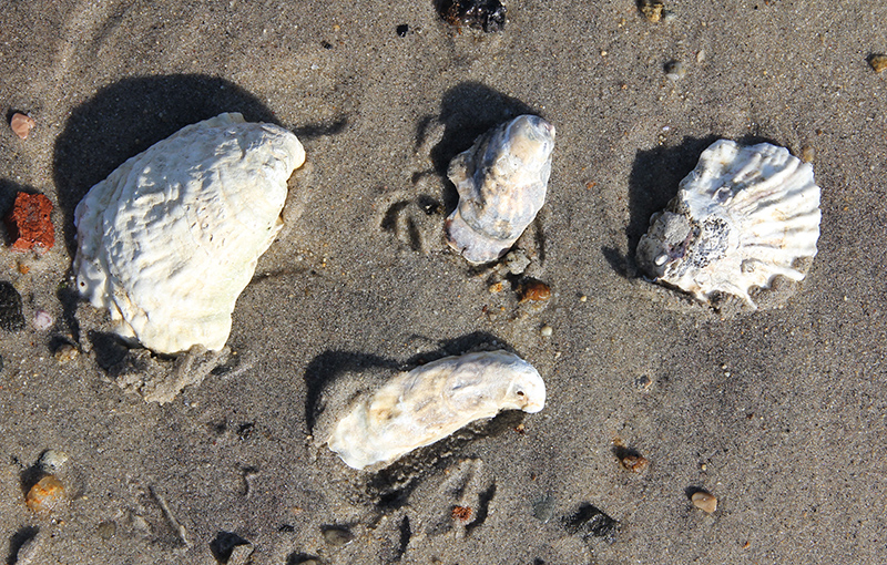Eastern Oysters Eastern Oysters