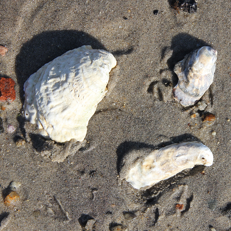 Eastern Oyster Eastern Oyster