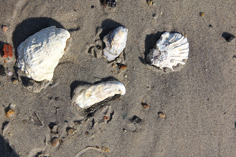 Eastern Oyster Eastern Oyster
