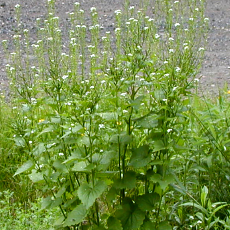 Garlic Mustard Garlic Mustard