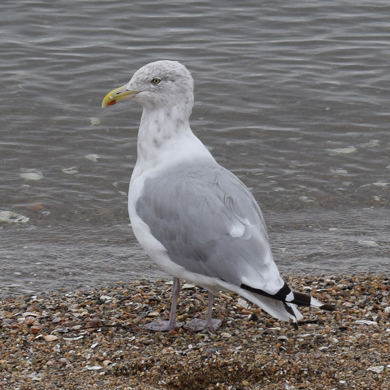 Herring Gull Herring Gull