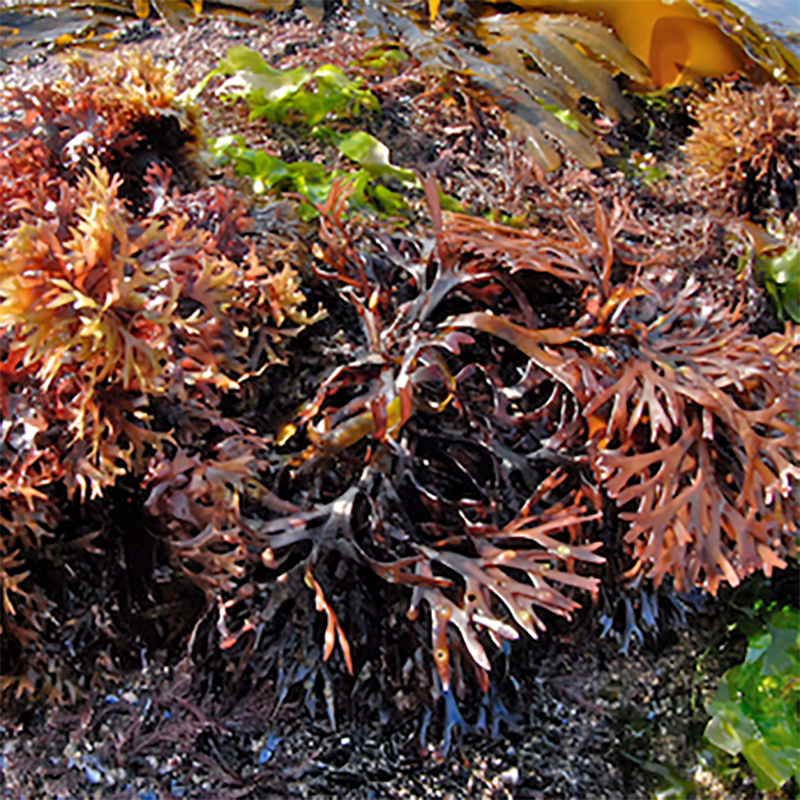 Irish Moss Irish Moss