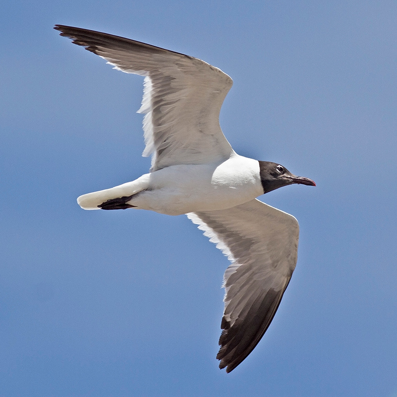 Laughing Gull Laughing Gull