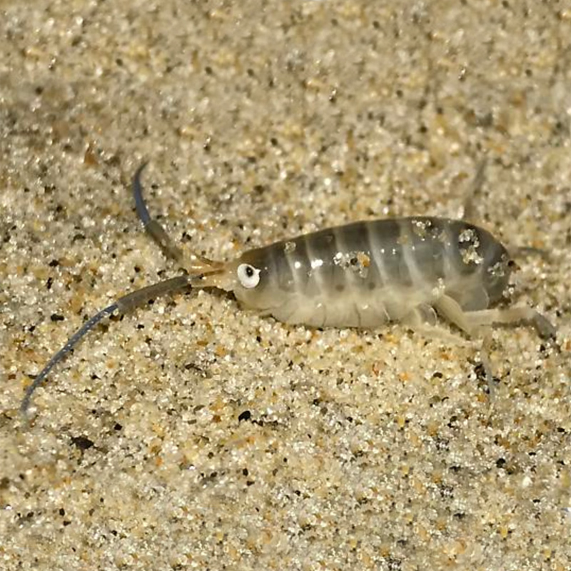 Long-Horned Sandhopper Long-Horned Sandhopper