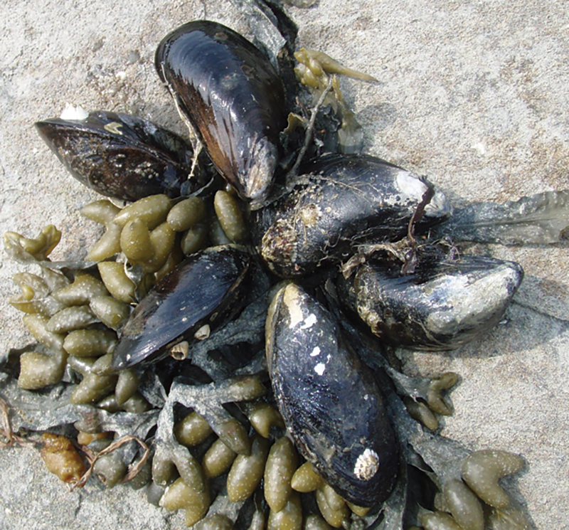 Blue Mussels Blue Mussels