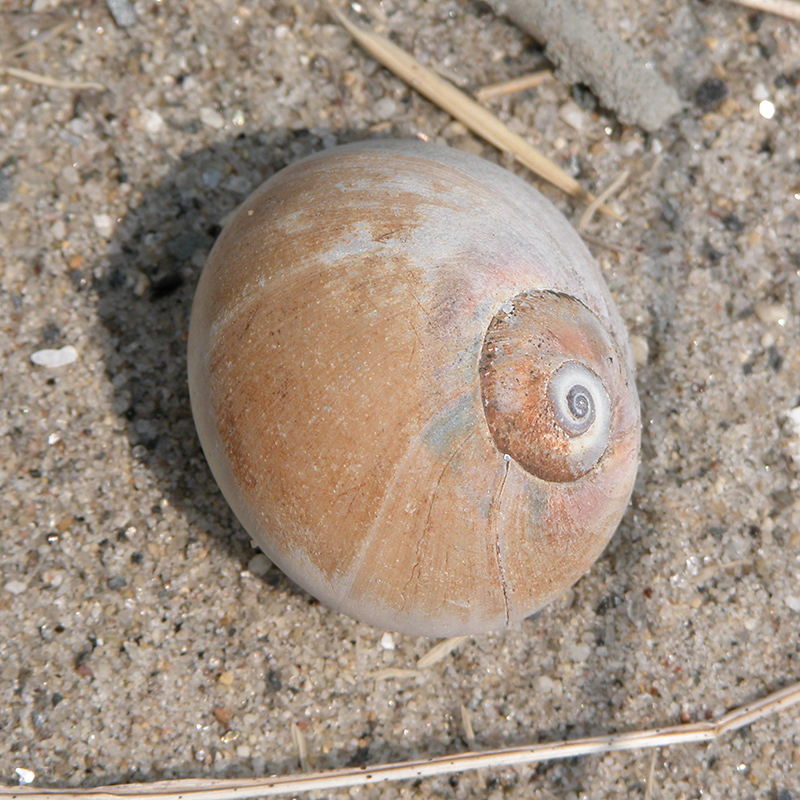 Northern Moon Snail Northern Moon Snail