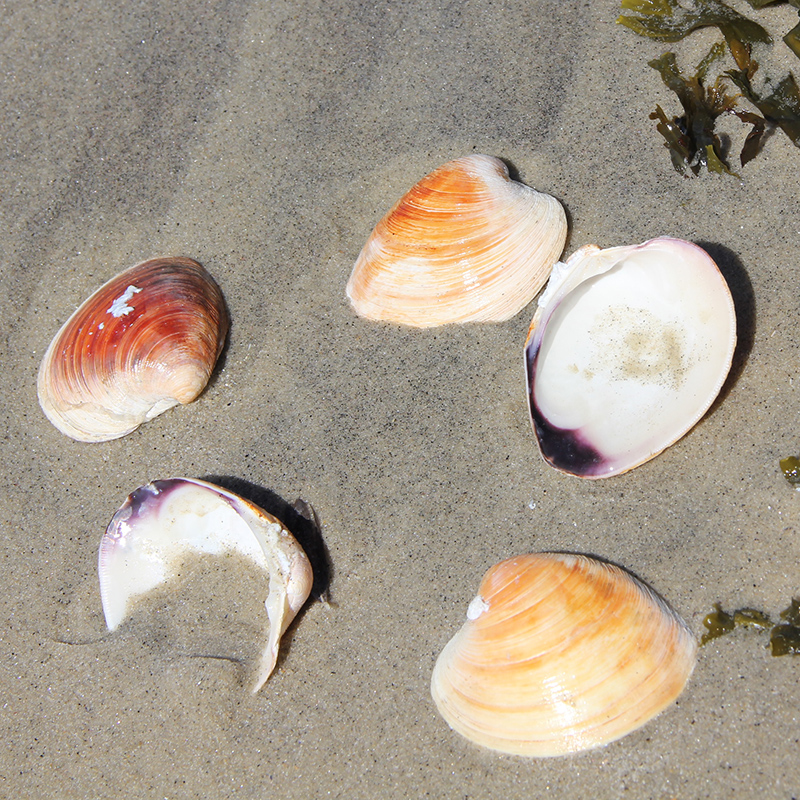 Northern Quahog Northern Quahog