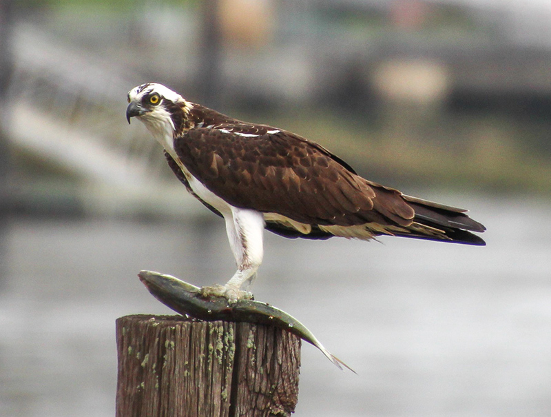 Osprey with Fish Osprey with Fish