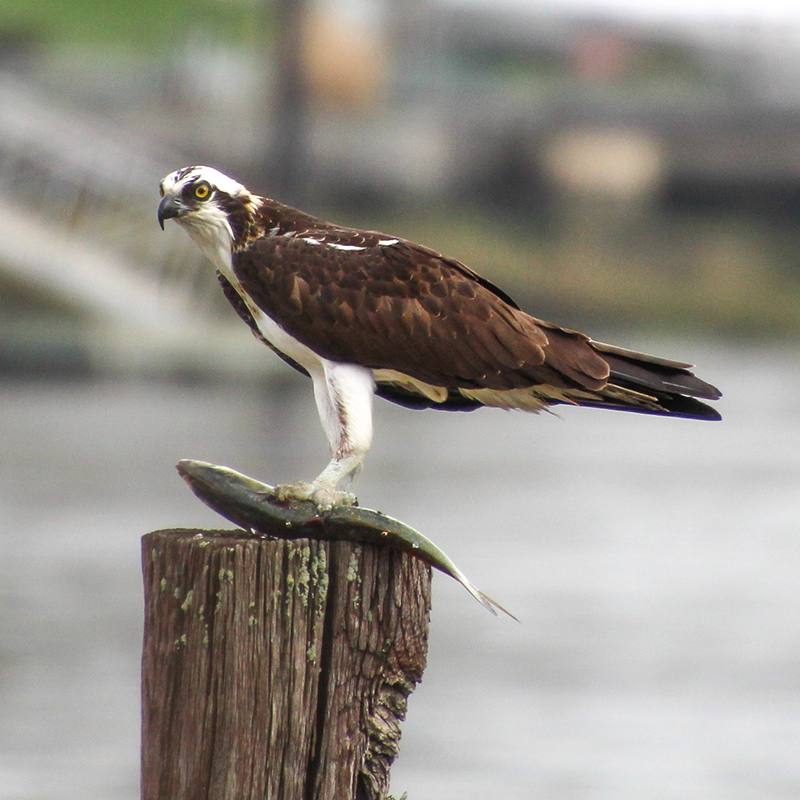 Osprey Osprey