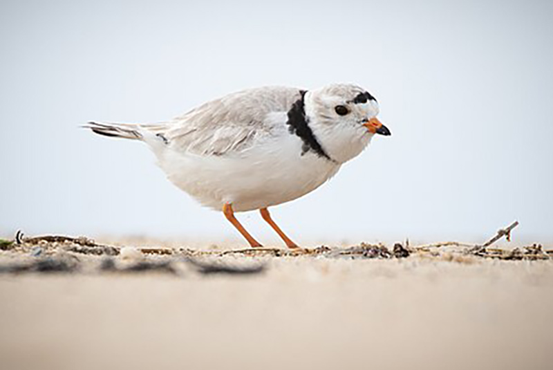 Piping Plover Piping Plover