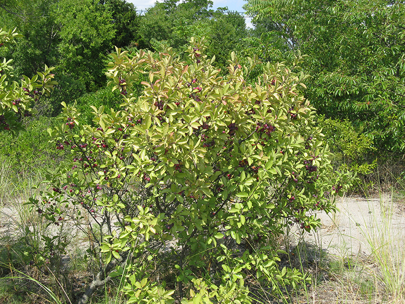 Prunus Maritima Prunus Maritima