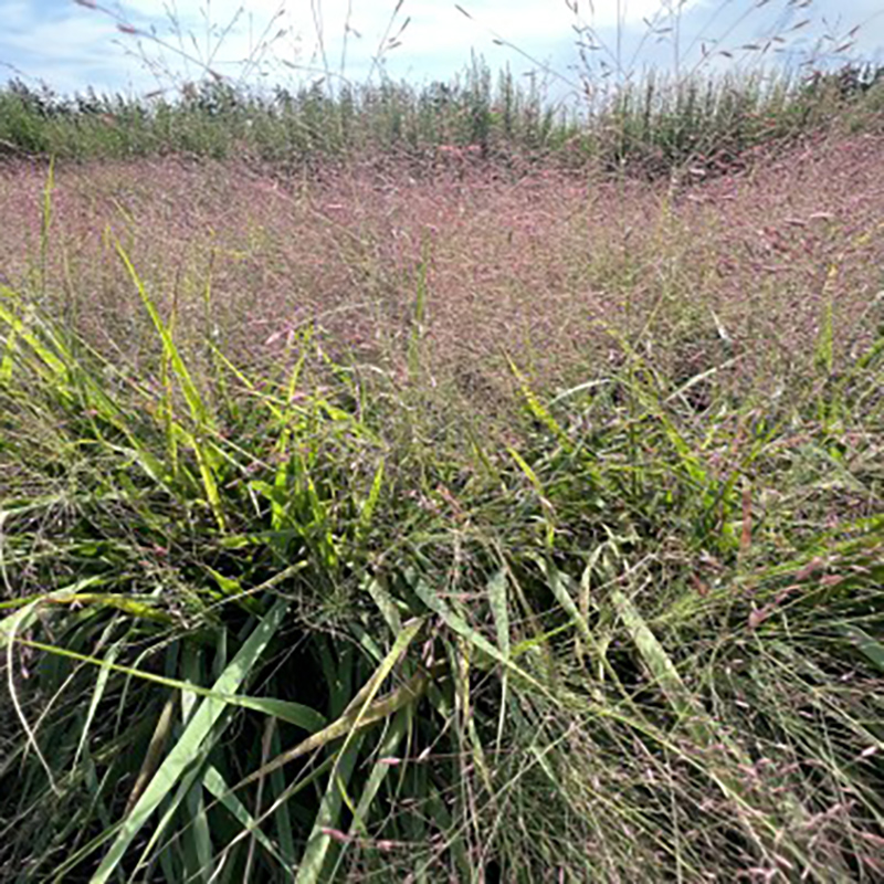 Purple Lovegrass Purple Lovegrass