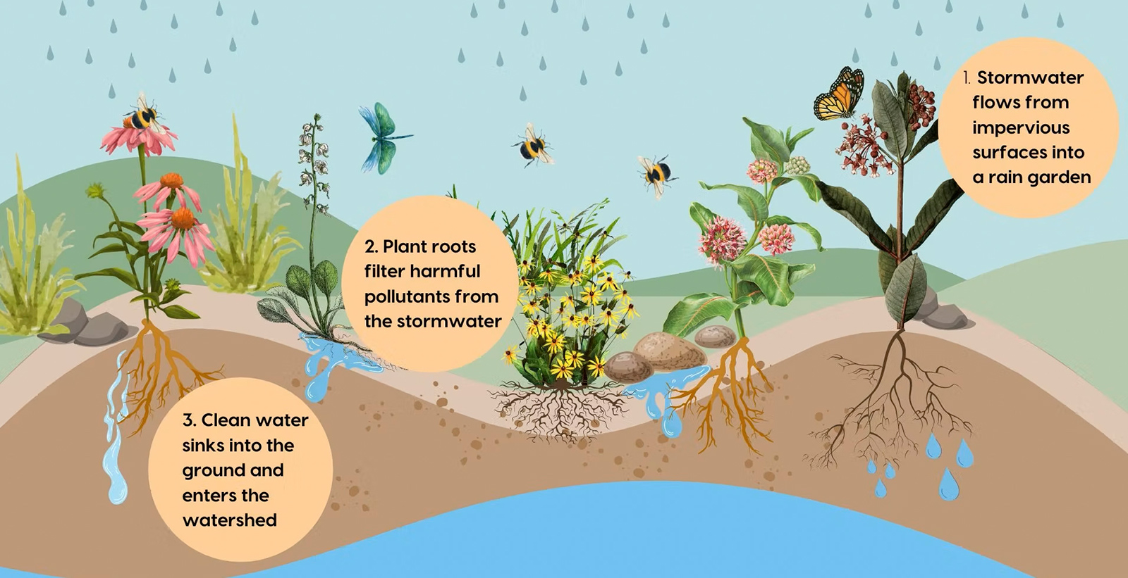 Rain Garden Rain Garden