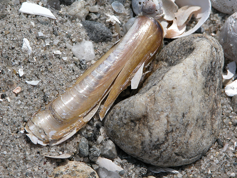 Razor Clam Razor Clam