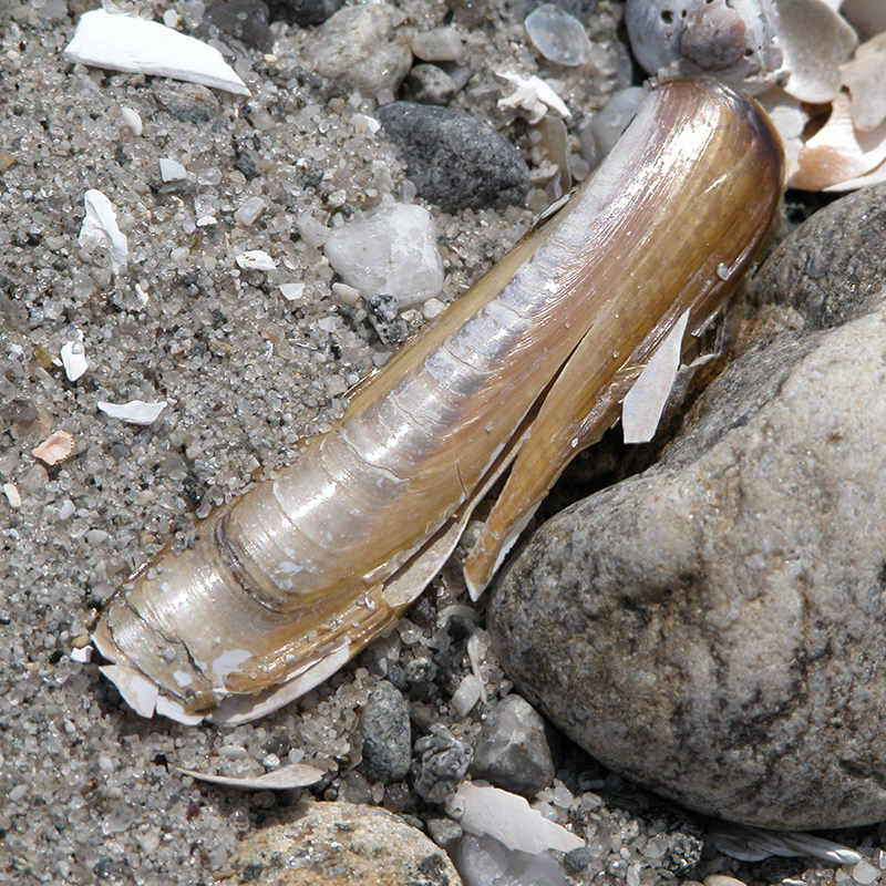 Razor Clam Razor Clam