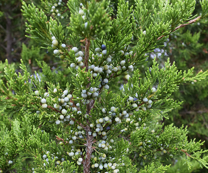 Red Cedar